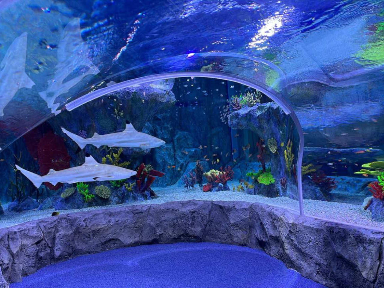 Sea Life Busan Aquarium Tickets | Korea 4