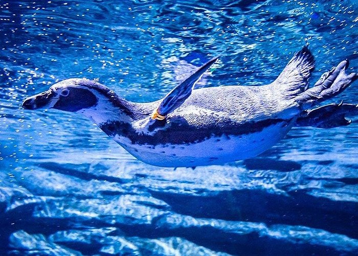 Aquaria Phuket Ticket | Thailand 3