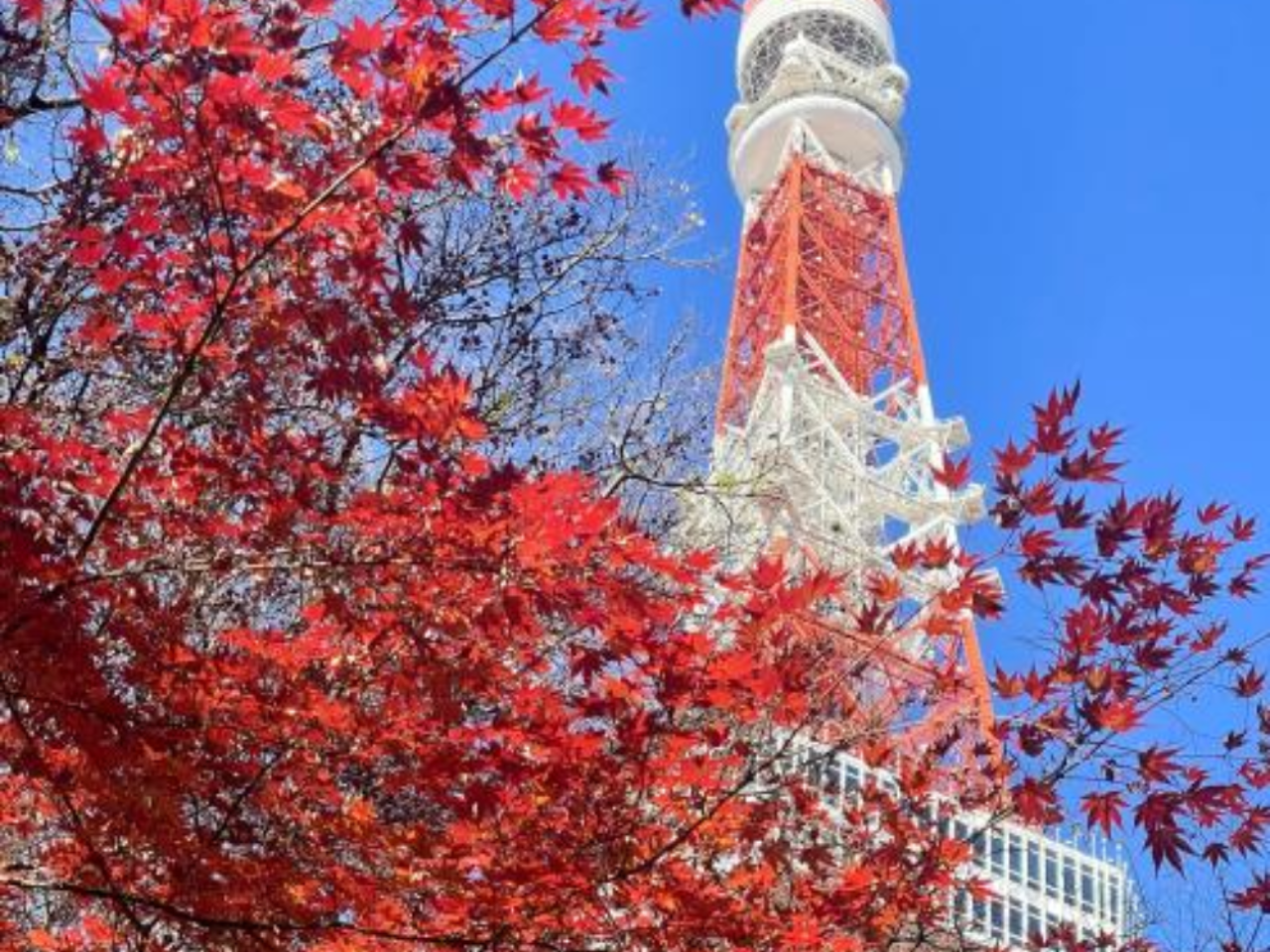 Tokyo Tower Main Observatory Ticket