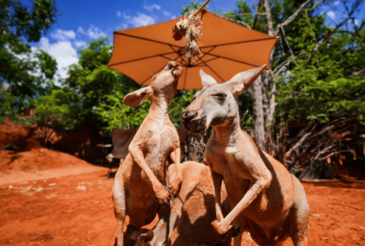 Safari World Bangkok 3