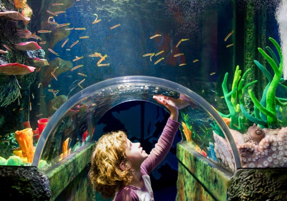 [QR Direct Entry] Melbourne SEA LIFE Aquarium Tickets | Victoria