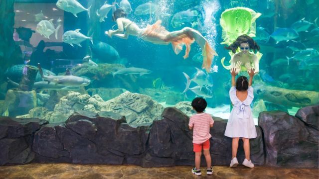 VinKE & Vinpearl Aquarium Ticket in Ha Noi 4