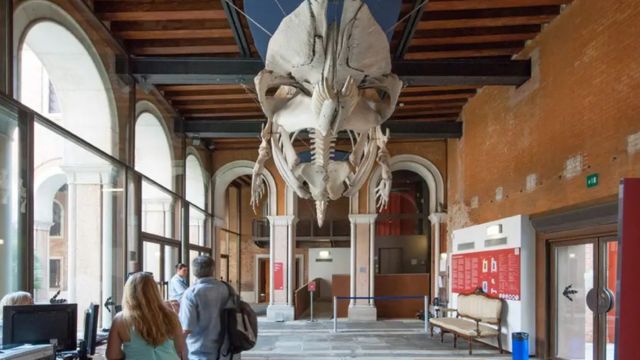 Natural History Museum of Venice ticket
