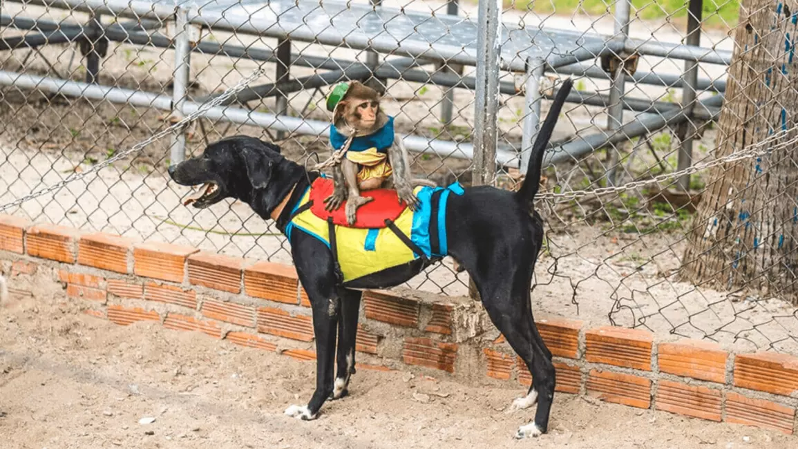 Orchid Island & Monkey Island Admission Ticket 3