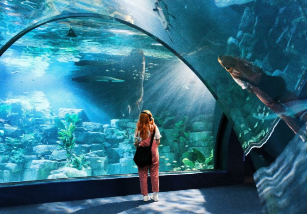 Lotte World Aquarium | Hanoi