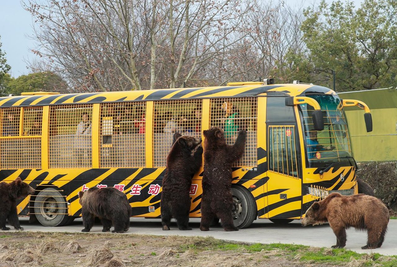 Shanghai Wild Animal Park Ticket 2