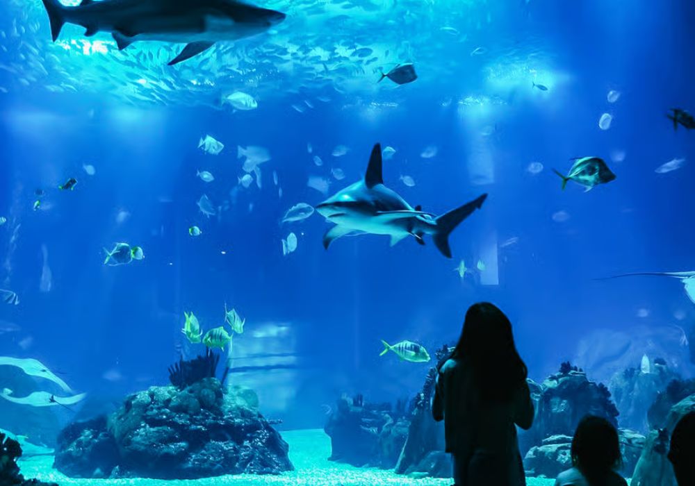 Oceanarium Aquarium Admission in Lisbon
