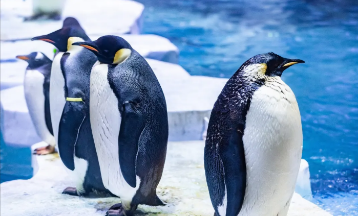 Shanghai Haichang Ocean Park Ticket 4