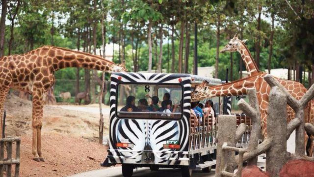 Chiang Mai Night Safari Ticket | Thailand 4