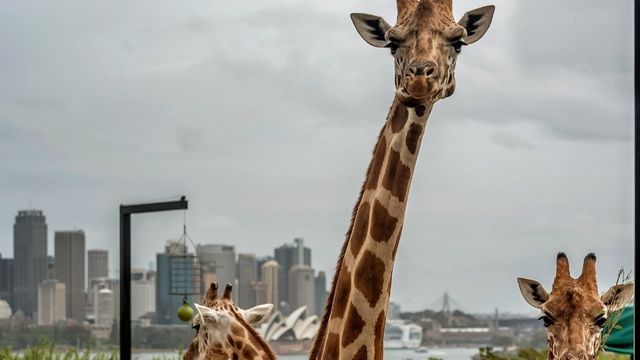 [QR Direct Entry] WILD LIFE Sydney Zoo Ticket