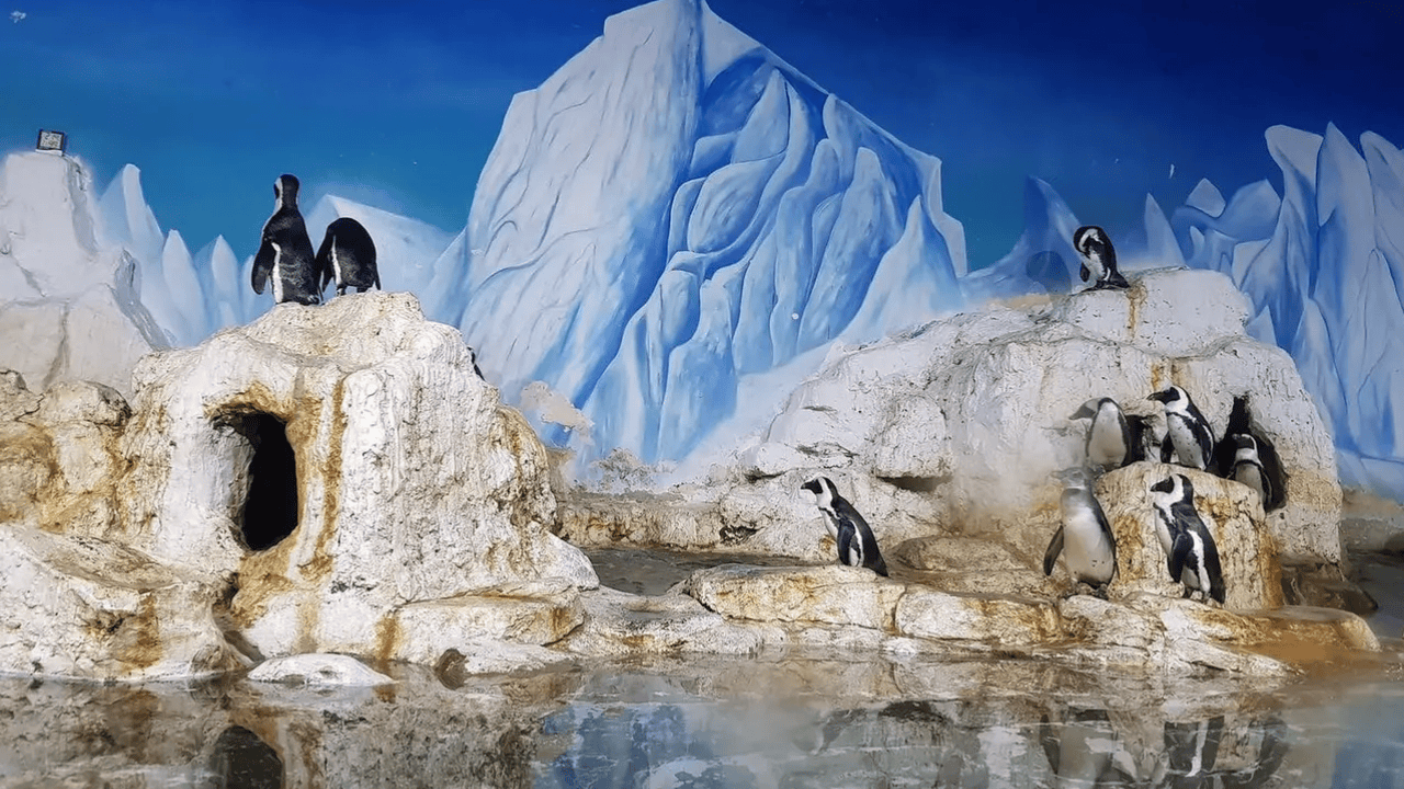 Vinpearl Aquarium's saltwater exhibit enchants visitors with an adorable colony of mischievous penguins - Vietnam's very first penguin residents