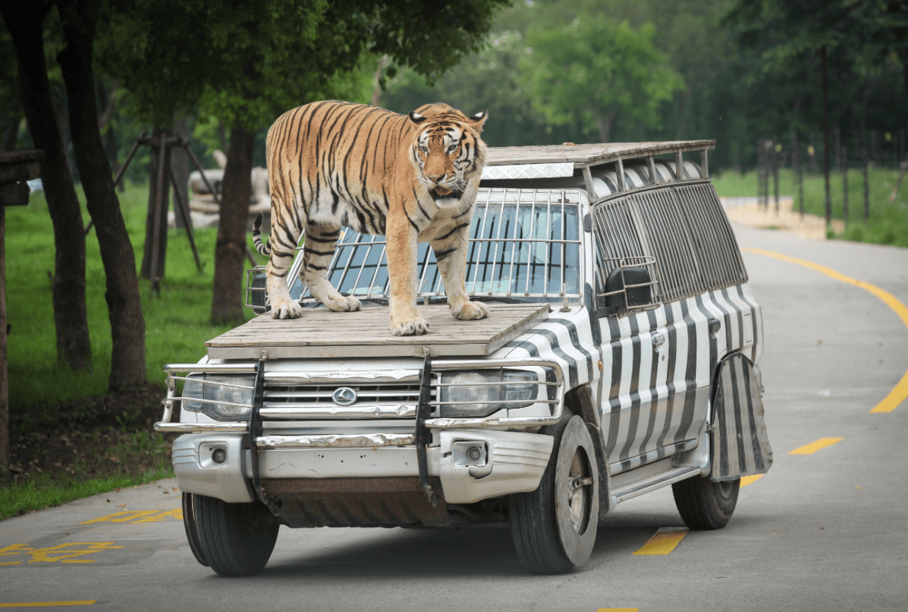 Shanghai Wild Animal Park Ticket