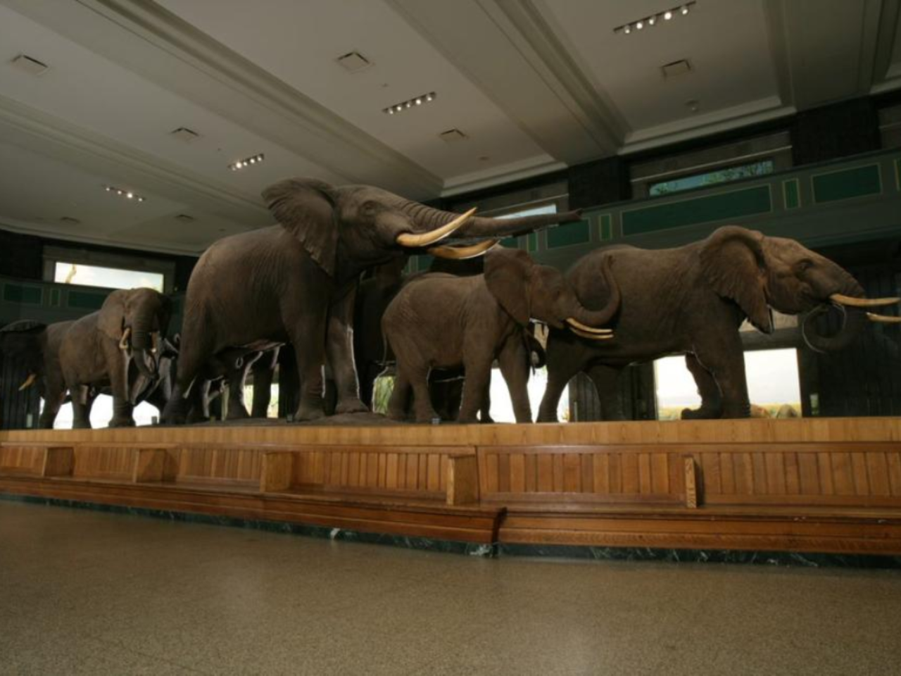 American Museum of Natural History Ticket | New York