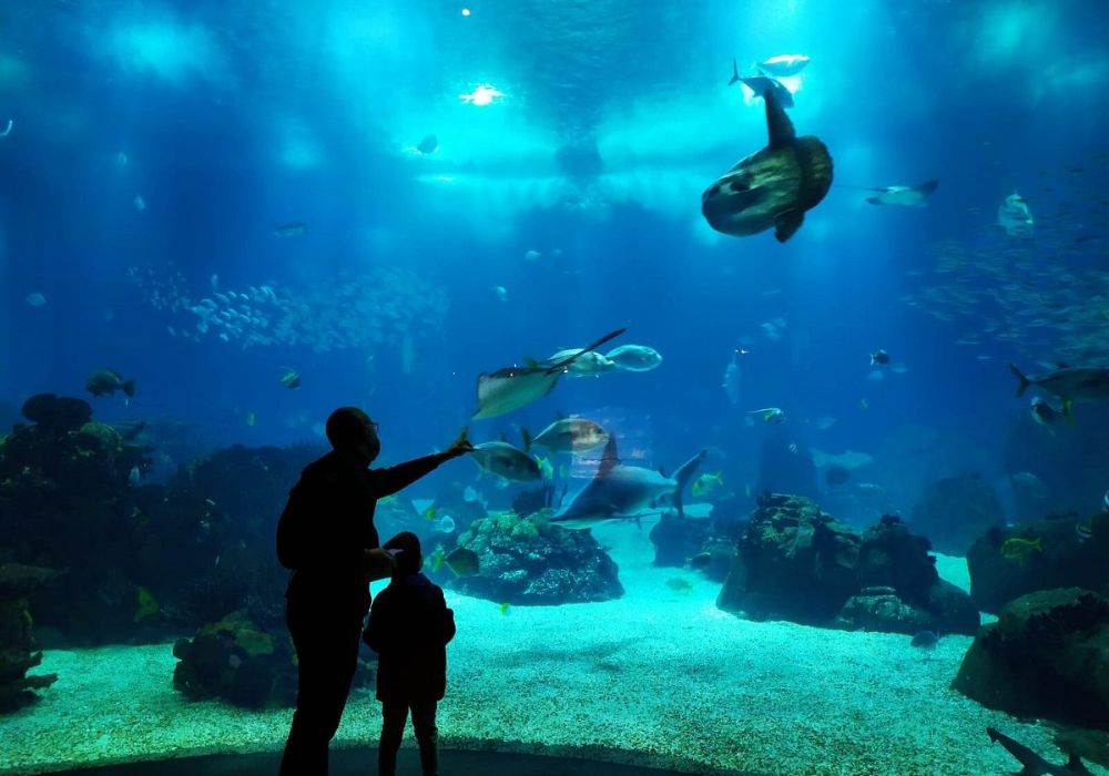 Lisbon Oceanarium entrance tickets