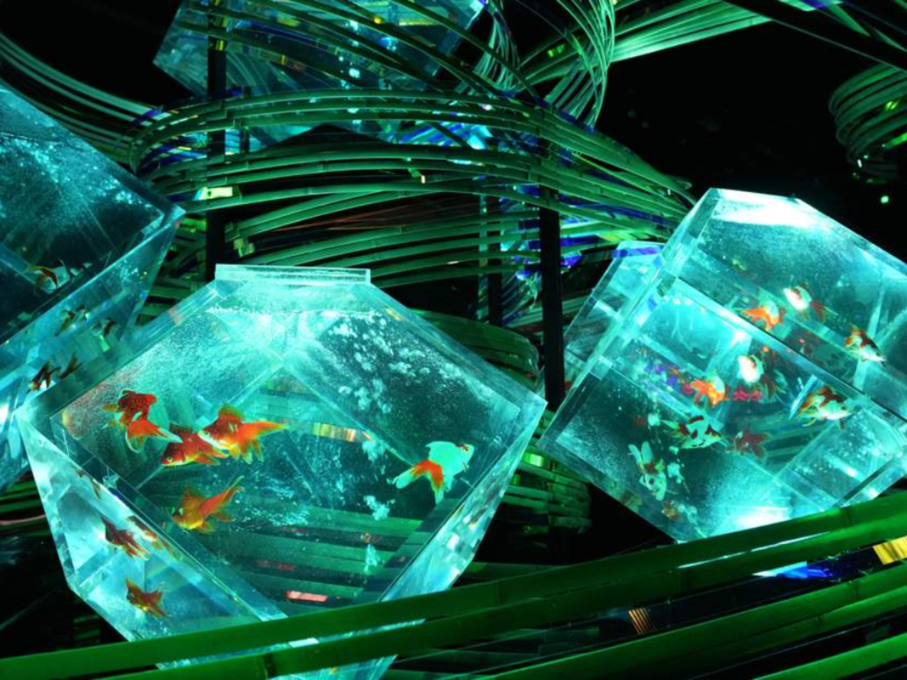 Art Aquarium Museum GINZA ticket 4