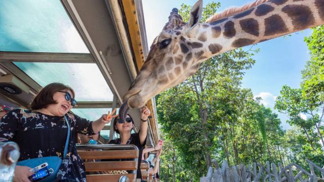 Chiang Mai Night Safari Park Ticket