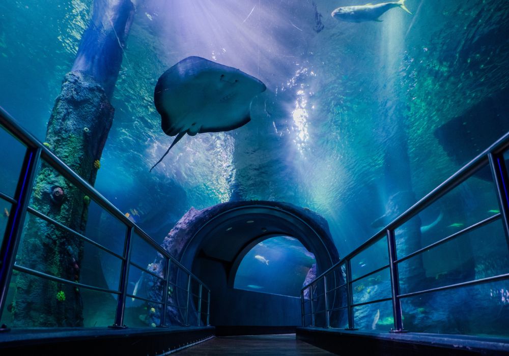 [QR Direct Entry] Melbourne SEA LIFE Aquarium Tickets | Victoria 4