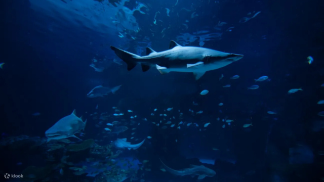 Aquaria Phuket Ticket 4