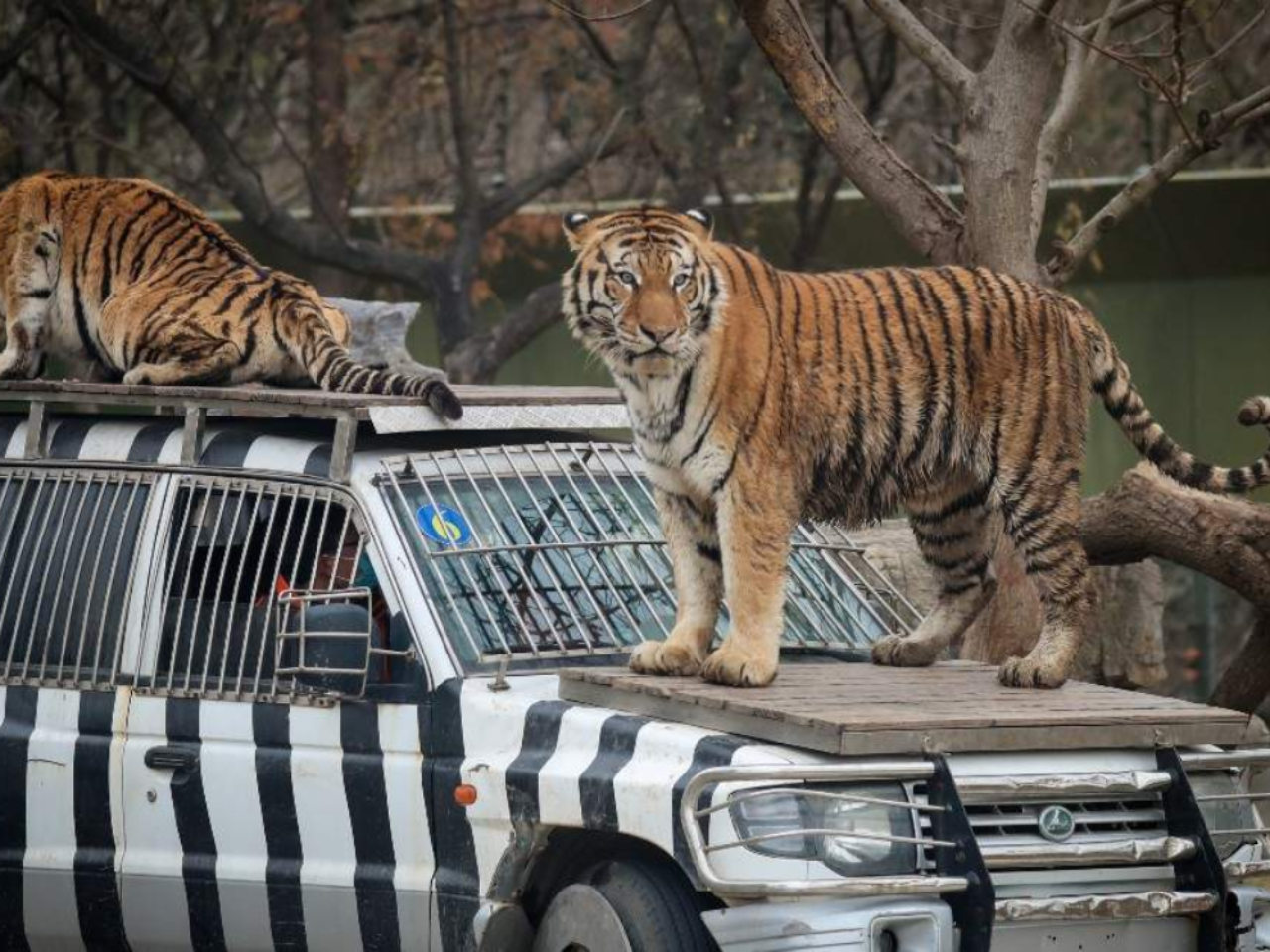 Shanghai Wild Animal Park Ticket 4