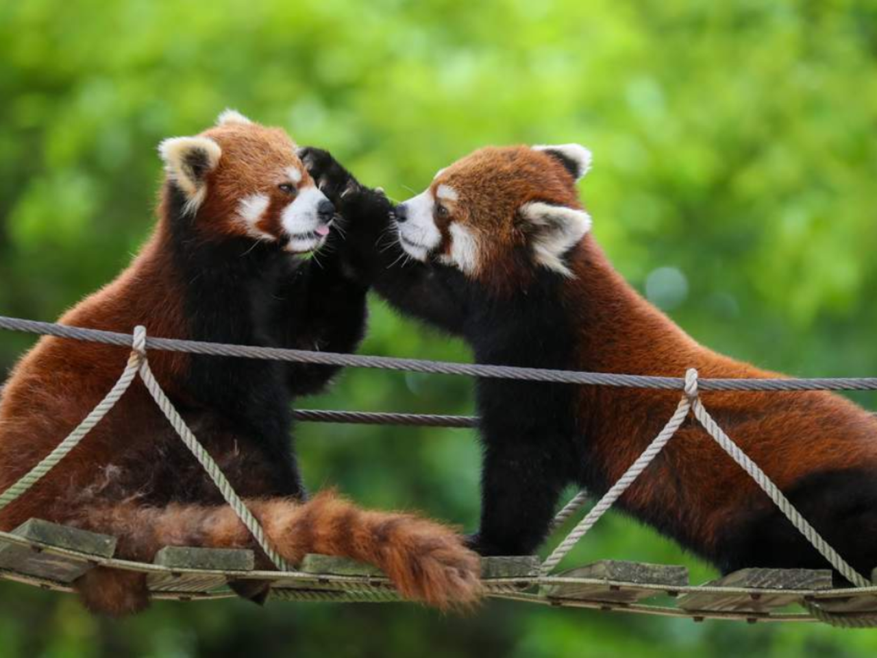 Shanghai Wild Animal Park Ticket