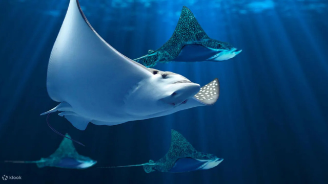 Aquaria Phuket Ticket 3