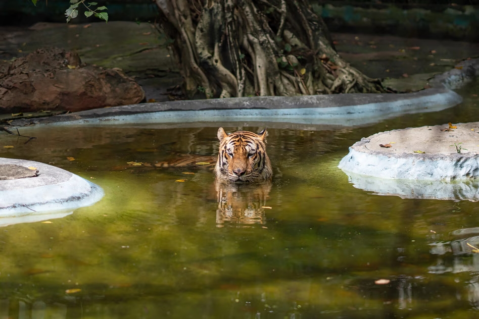Safari World Bangkok Ticket 4