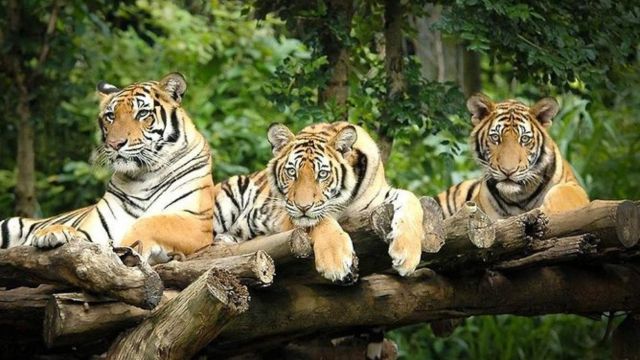 Chiang Mai Night Safari Ticket | Thailand 2