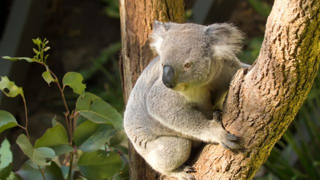 WILD LIFE Sydney Zoo Ticket 3