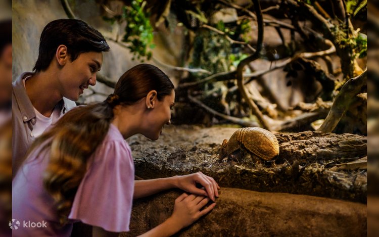 Night Safari Ticket | Mandai Wildlife Reserve, Singapore